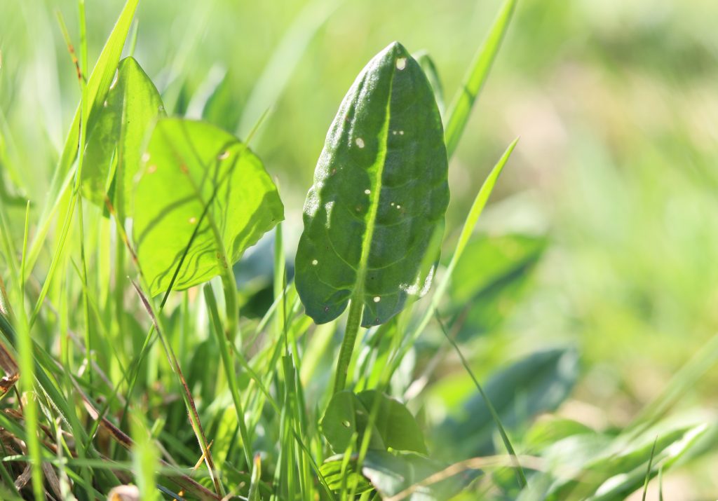 Junger Sauerampfer auf Wiese