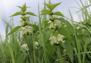 Weiße Taubnessel im Gras