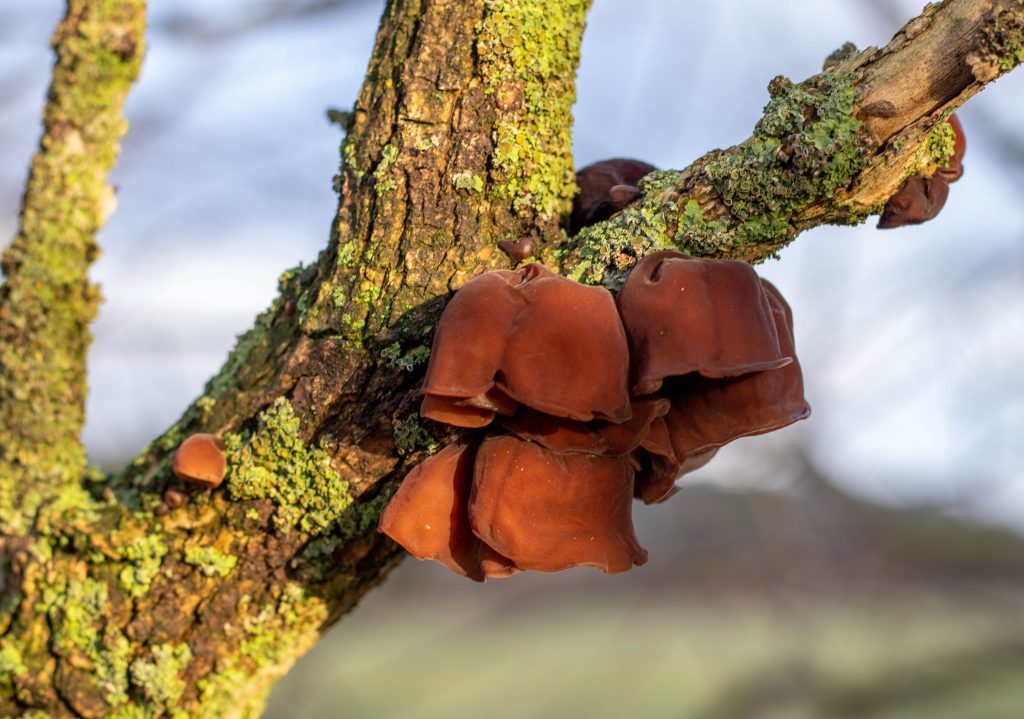 Frische Judasohren in der Sonne