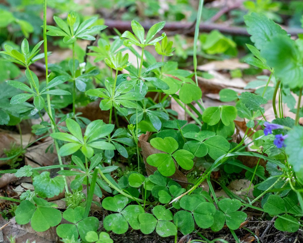 Waldmeister zwischen Sauerklee und Gundermann