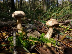 Eben noch im Wald, die kleinen Birkenröhrlinge