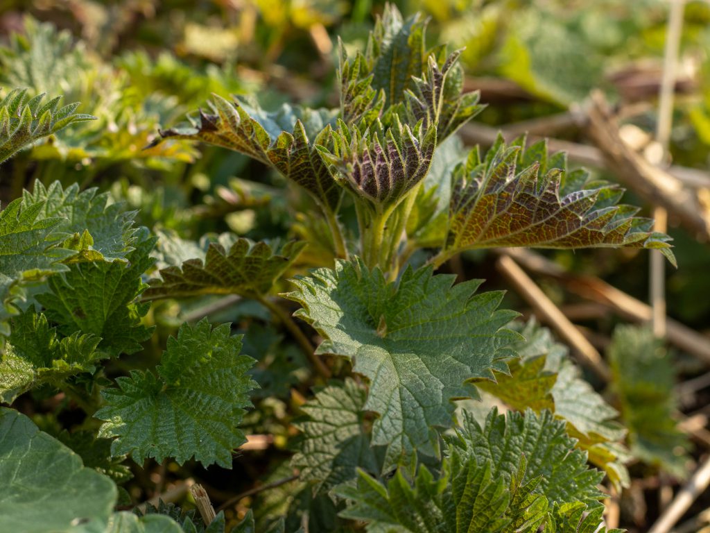 Frische Brennnesseln, aromatisch und gesund