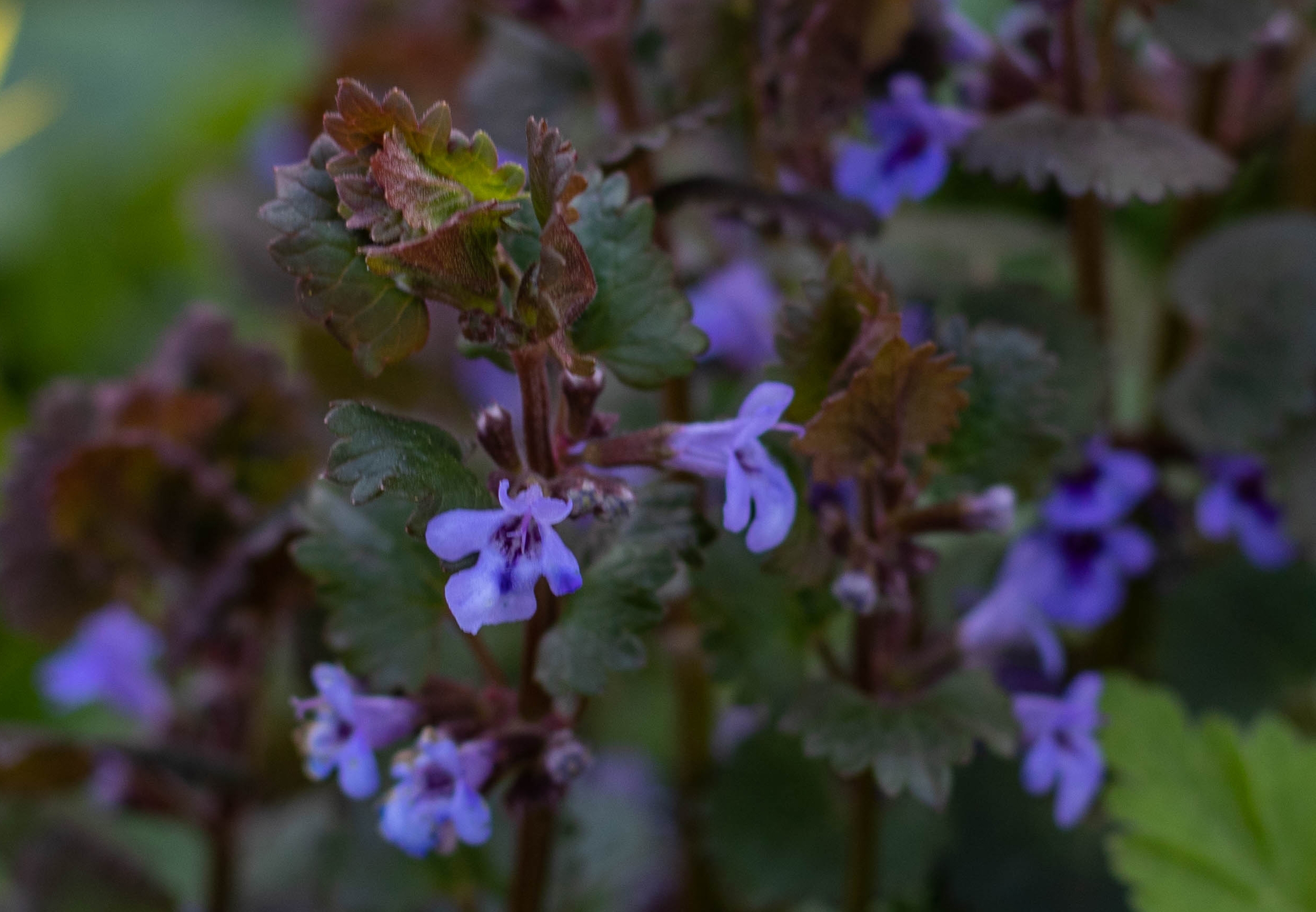 Gundermann - würzig, mit süßen blauen Blüten - Dailyvegan
