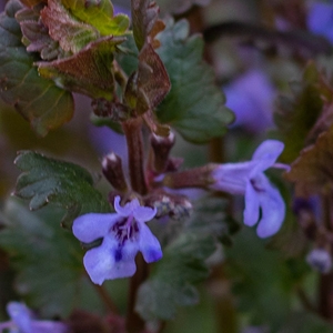 Gundermann - würzig, mit süßen blauen Blüten