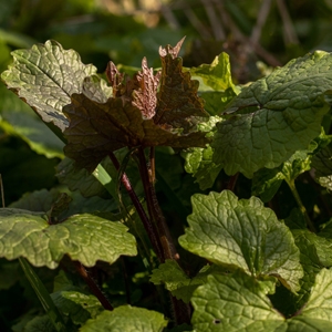 Knoblauchsrauke - mit zartem, lauchigen Aroma