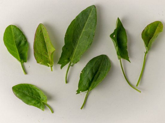 Wildkräuter sameln, hier Sauerampfer