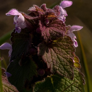 Taubnesseln - harmlose Nesseln mit hübschen, süßen Blüten