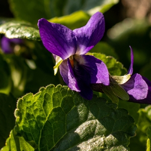 Veilchen - essbare Blüten mit phantastischem Duft