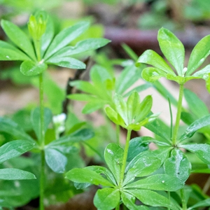 Waldmeister - wunderbare Würzpflanze für Sirup, Maibowle und Maitorte