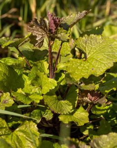 Junge Knoblauchsrauke im Sonnenschein