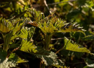 Frische gesprossene Brennnesseln