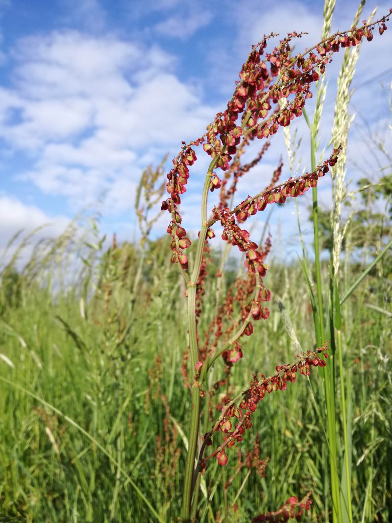 Sauerampfer in voller Blüte