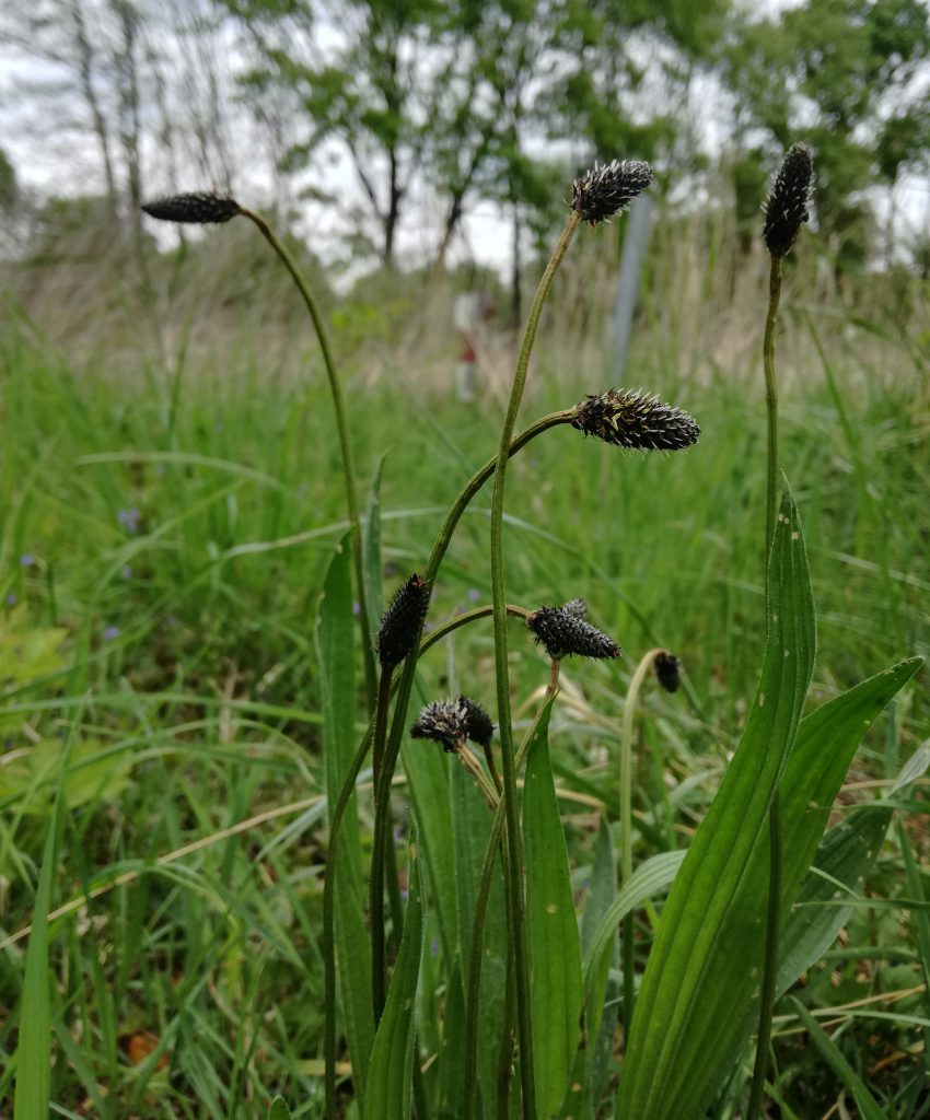 Spitzwegerich mit Blüten