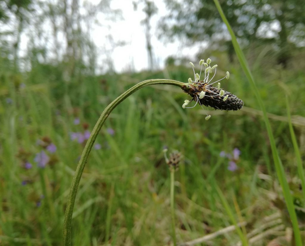 Spitzwegerichblüte