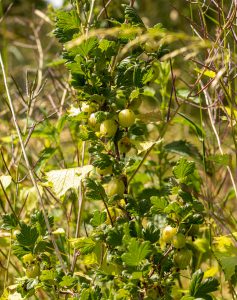 Reife Stachelbeeren am Strauch