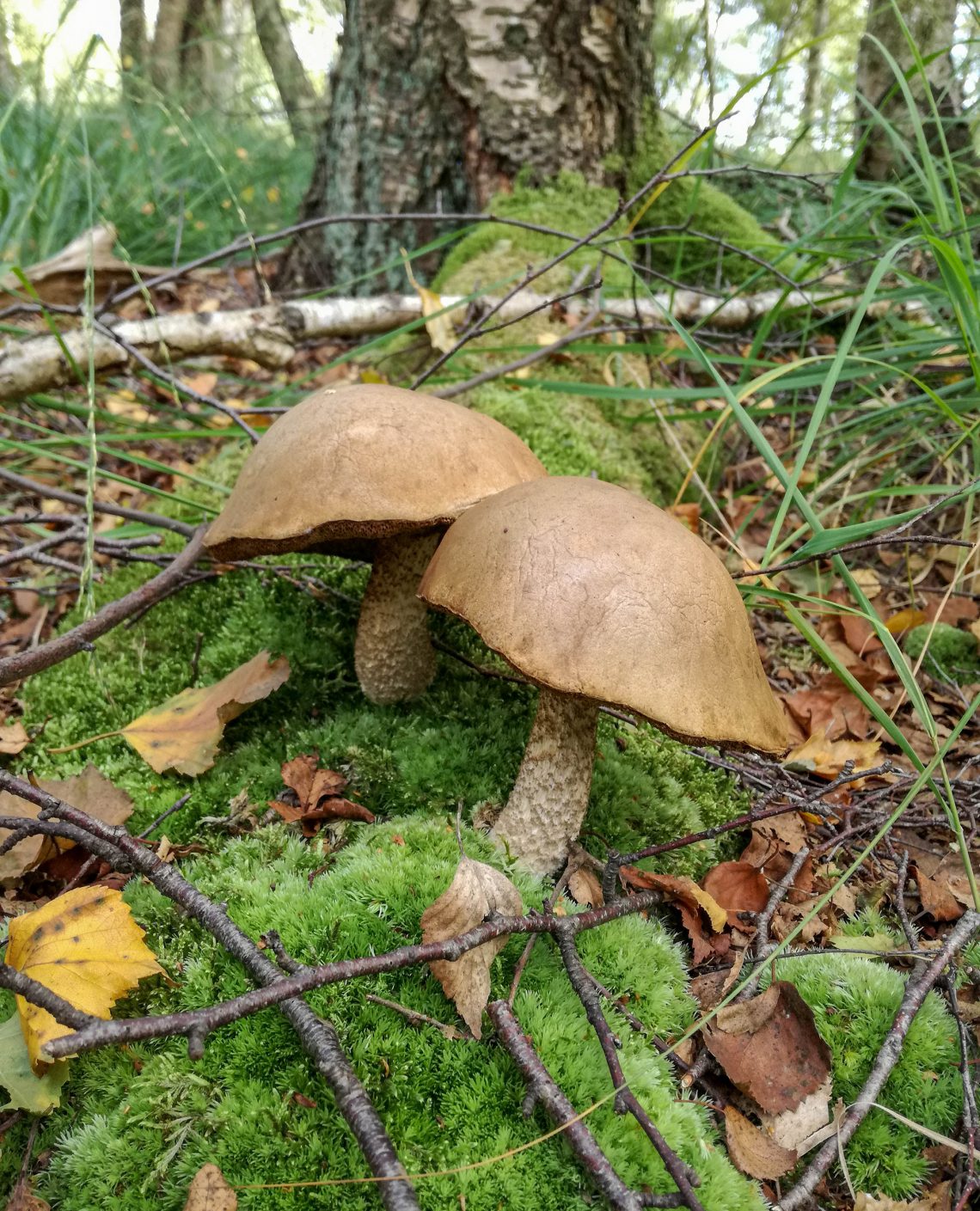 Birkenpilze, Birkenröhrlinge, sehr typisch gewachsen und schon etwas älter