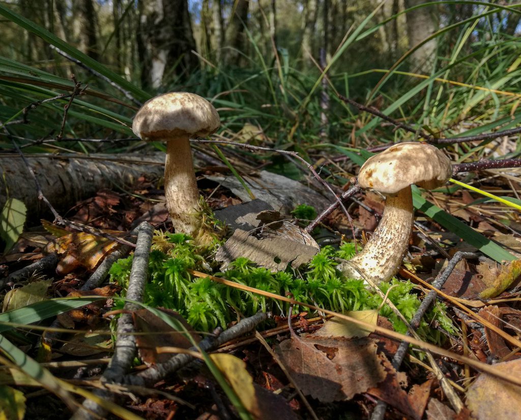 Birkenpilze, hier sehr helle Exemplare