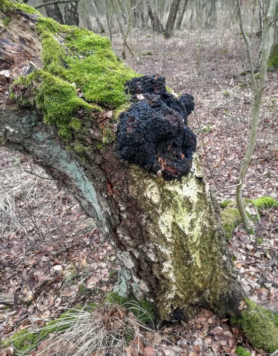 Chaga an einer abgestorbenen, alten Birke