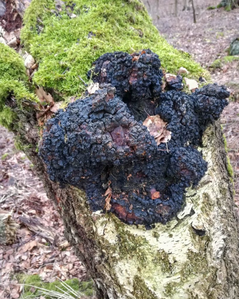 Chaga ein sehr guter Heilpilz (Vitalpilz)