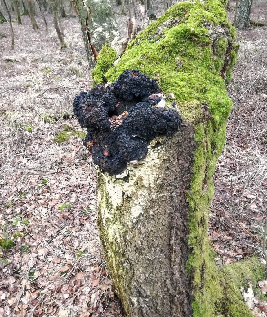 Chaga, auch Schiefer Schillerporling genannt