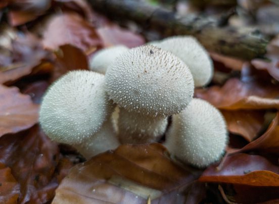 Flaschenstäublinge in Buchenlaub