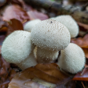 Flaschenstäubling, Flaschenbovist, Bestimmungsmerkmale und Doppelgänger