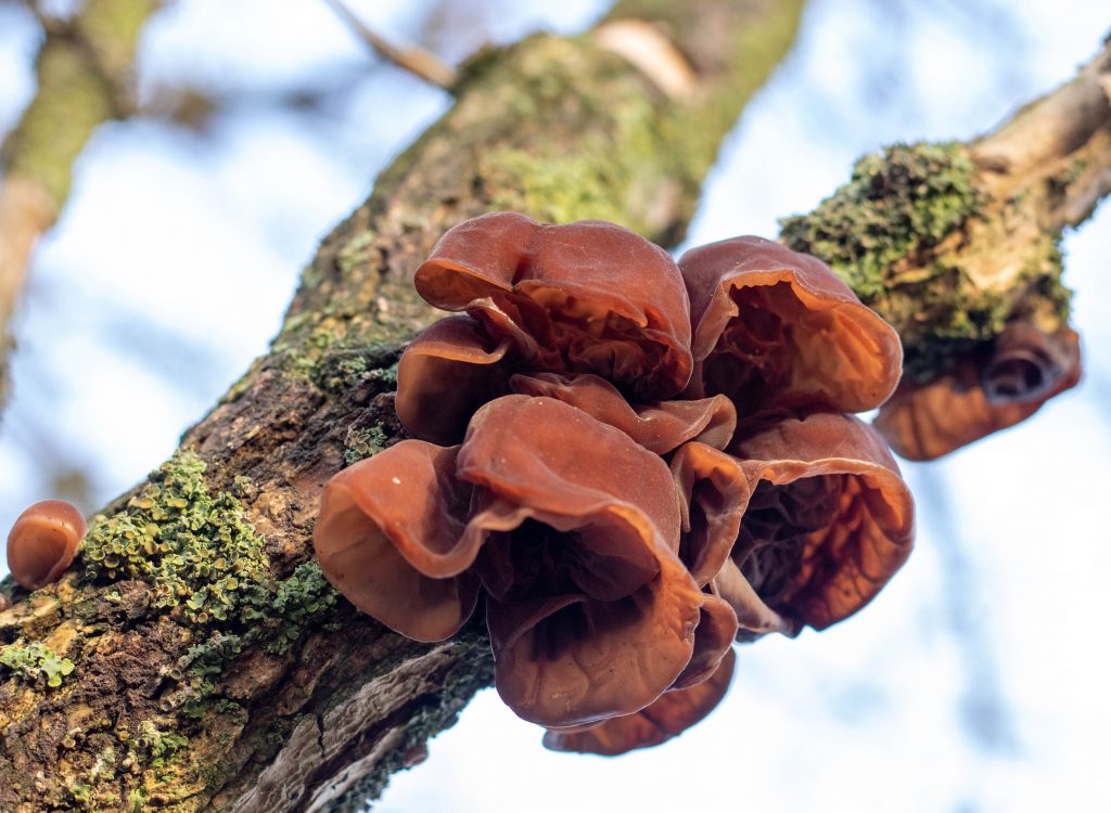 Frischer Holunderschwamm an altem Holunderbaum