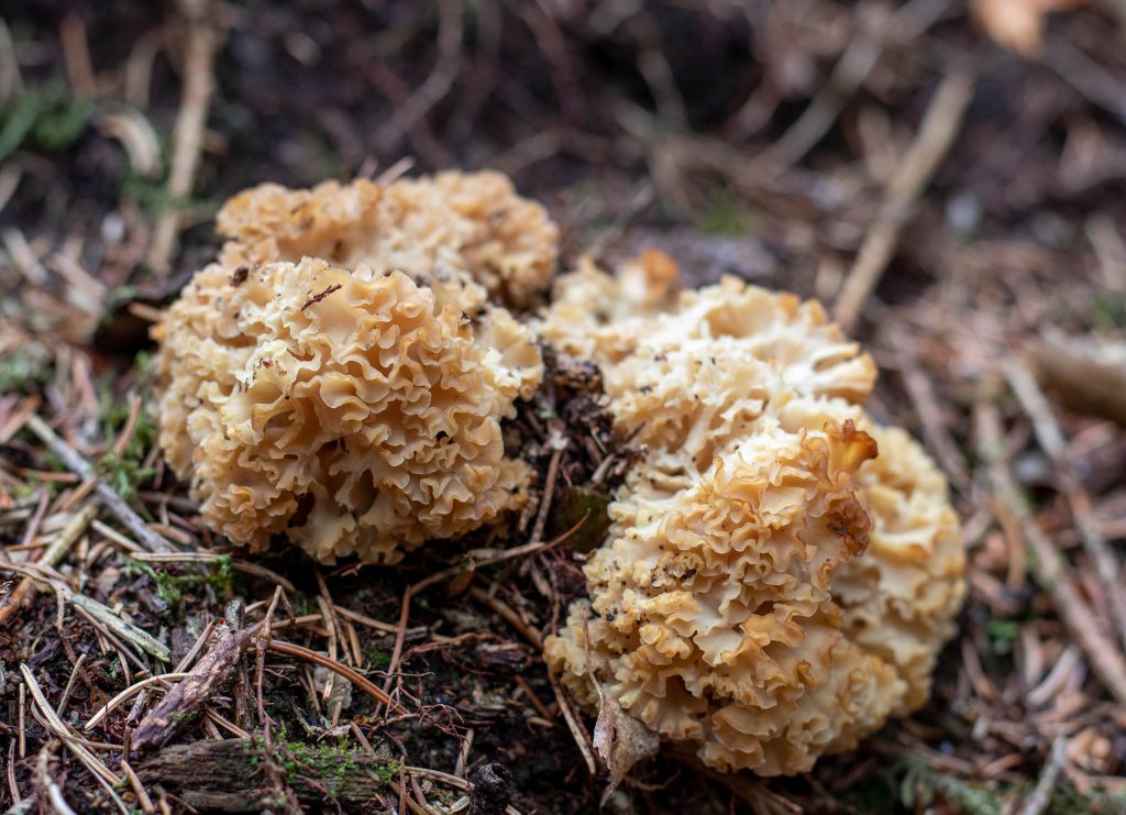 Krause Glucke – Fette Henne an Kiefernstämmen - Dailyvegan