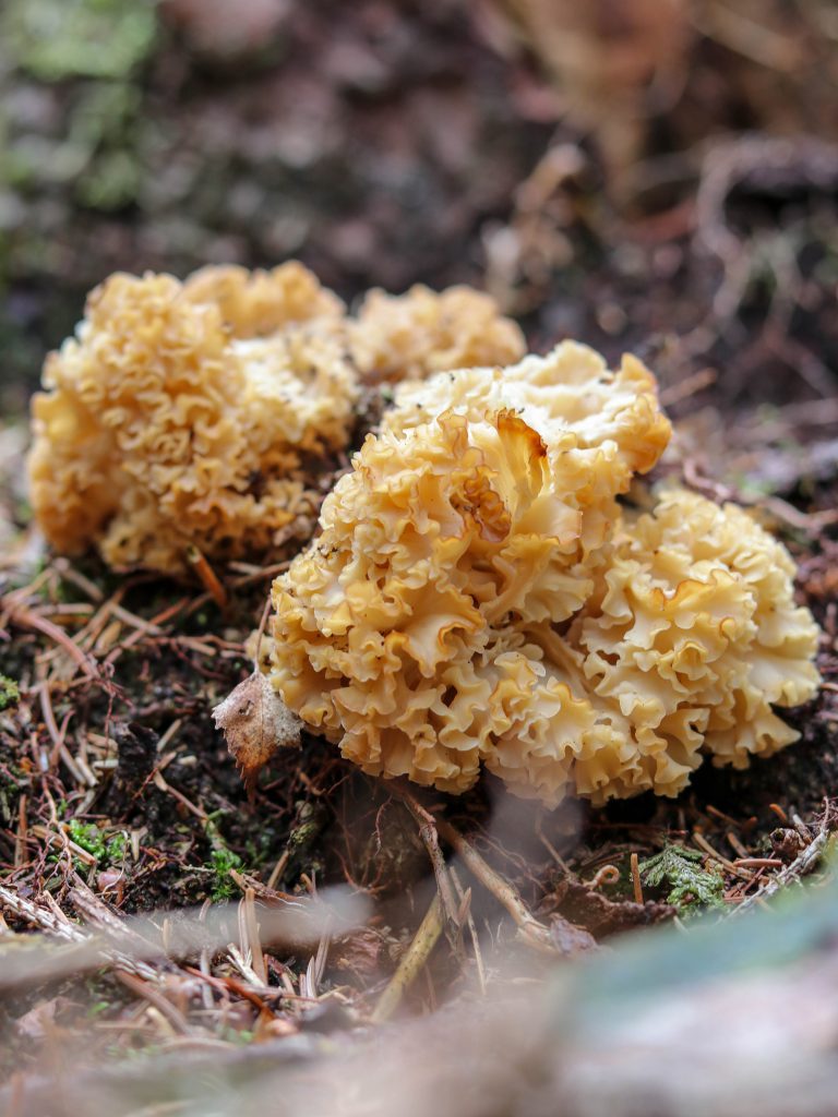 Krause Glucke – Fette Henne an Kiefernstämmen - Dailyvegan