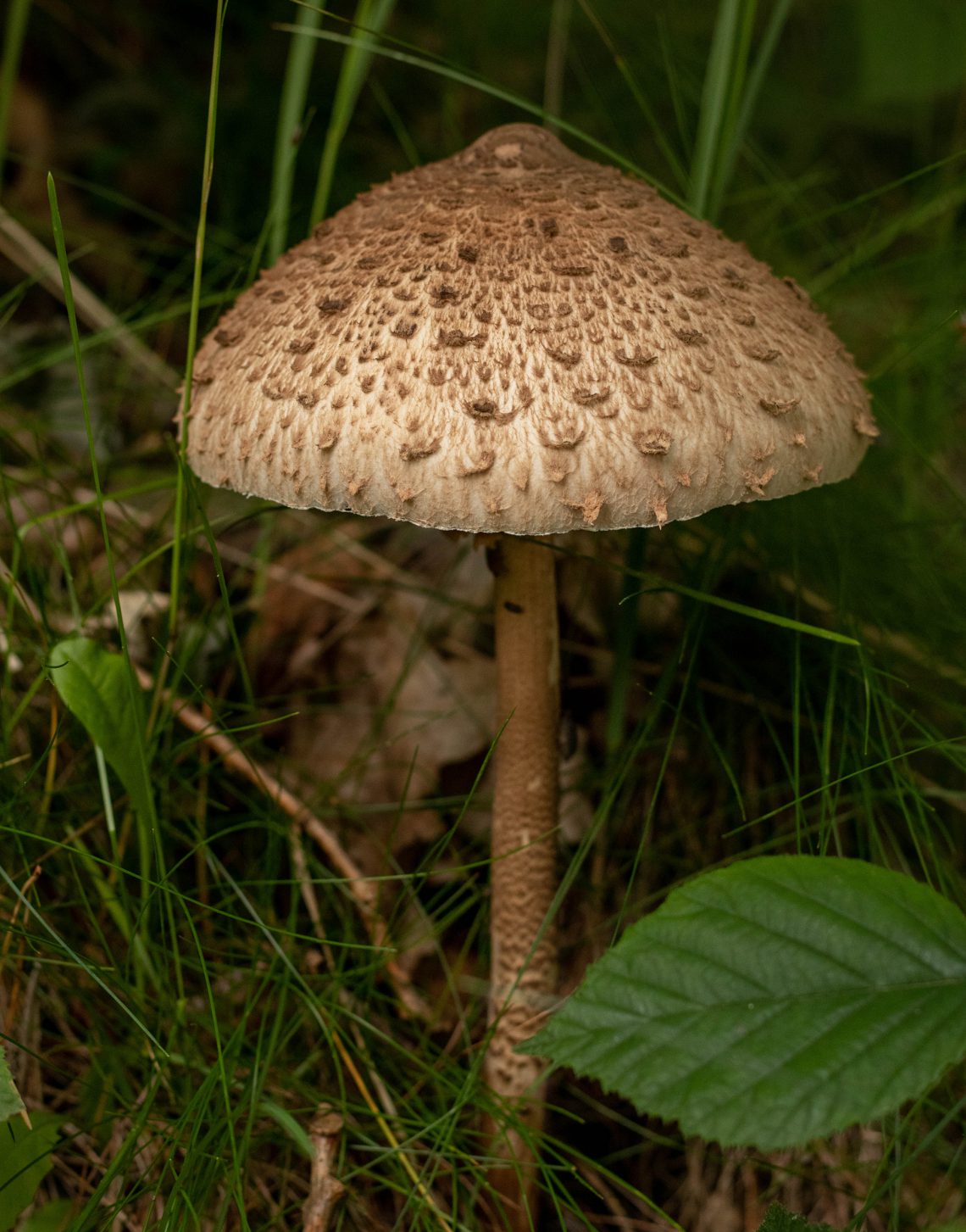 Parasol Der Beliebte Riesenschirmling Dailyvegan