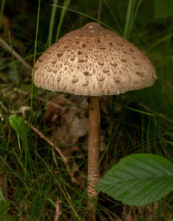 Parasol - ein fantastischer Speisepilz