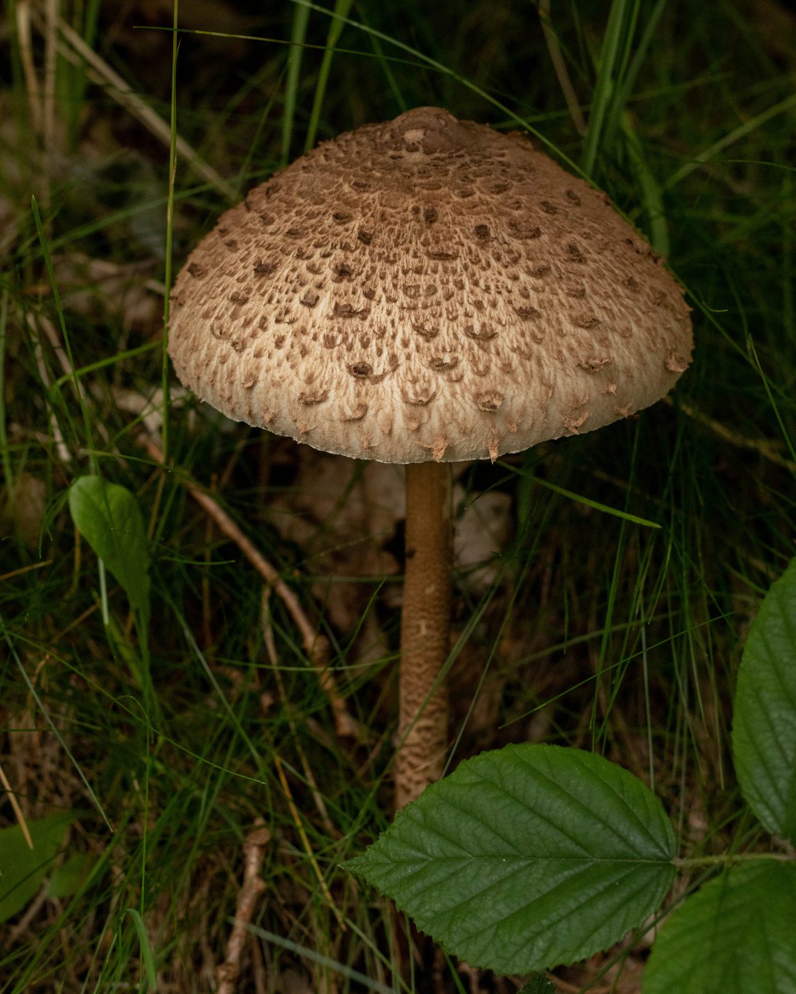 Parasol Der Beliebte Riesenschirmling Dailyvegan parasol-der-beliebte-riesenschirmling-dailyvegan