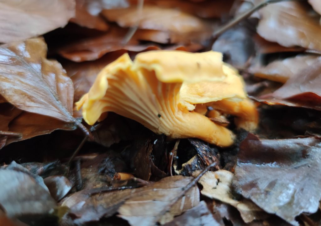 Pfifferlinge, hier wachsen sie im Buchenlaub