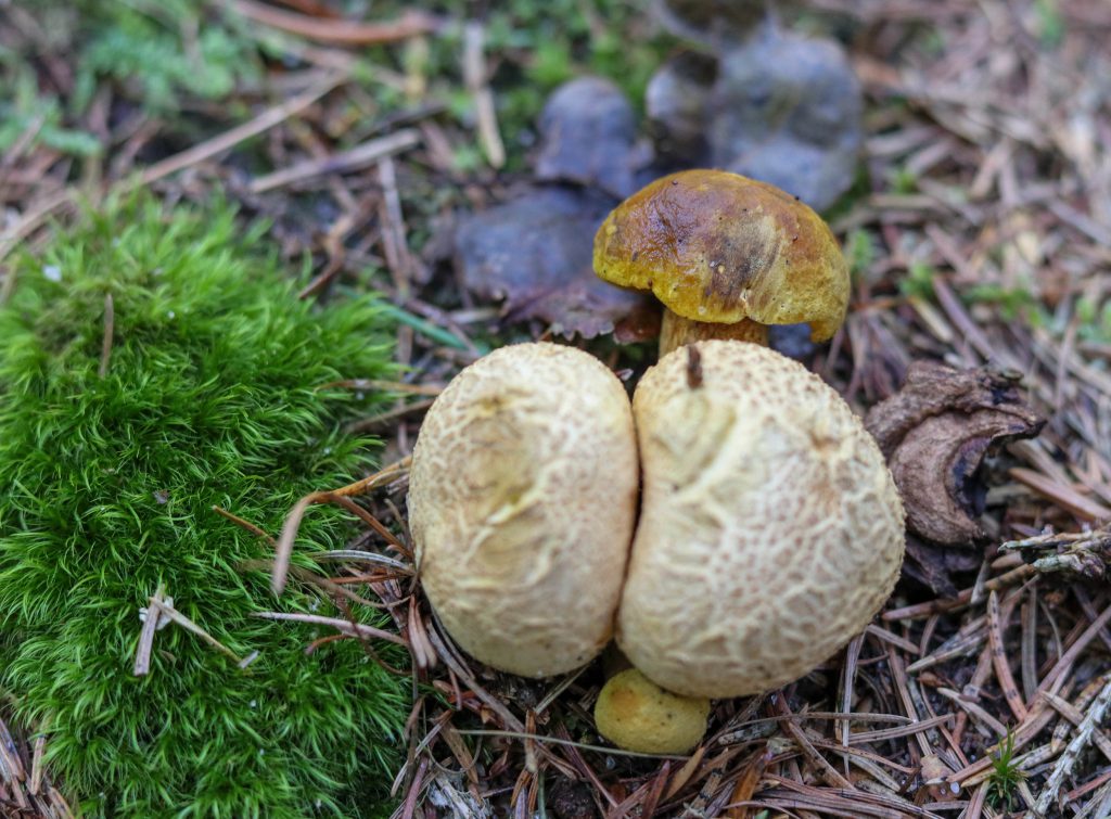 Schmarotzerröhrling, er befällt den Dickschaligen Kartoffelbovist