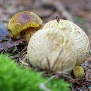 Schmarotzerröhrling, wächst immer an Kartoffelbovist