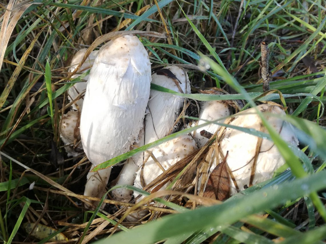 Junge Schopftintlinge, noch ganz weiß und lecker