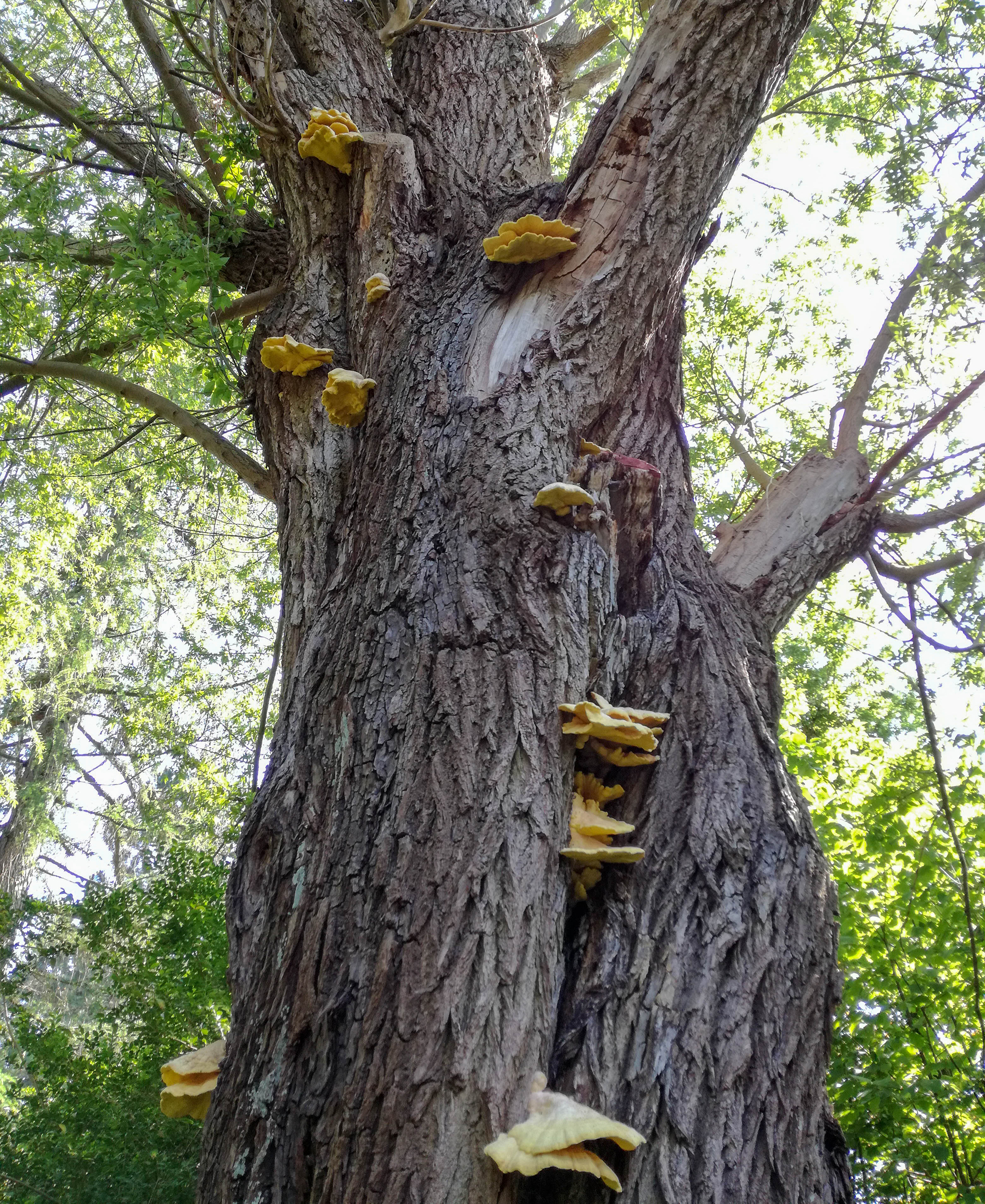 Schwefelporling, Chicken of the Woods