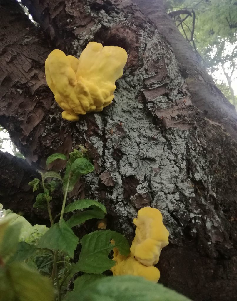 Schwefelporling an einem alten Obstbaum