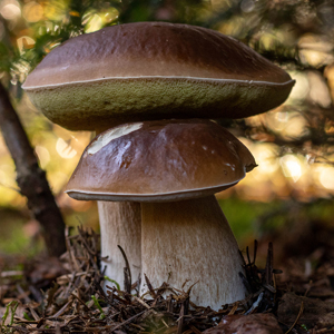 Steinpilz - Echter Steinpilz, Fichtensteinpilz