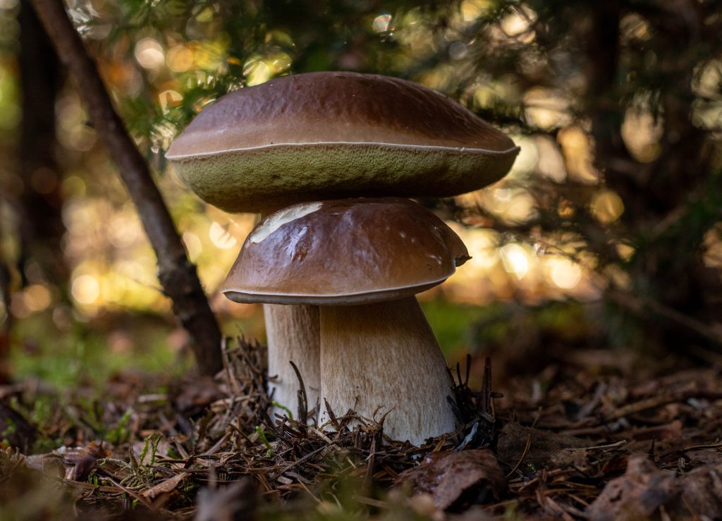 Echter Steinpilz, Fichtensteinpilz, Herrenpilz