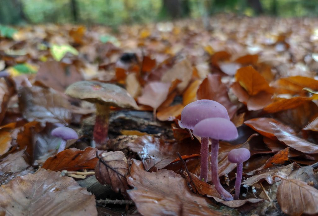 Junge Violette Lacktrichtlerlinge