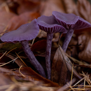 Violetter Lacktrichterling, hübsch und häufig