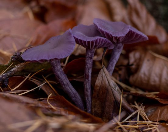 Violetter Lacktrichterling, im Buchenlaub