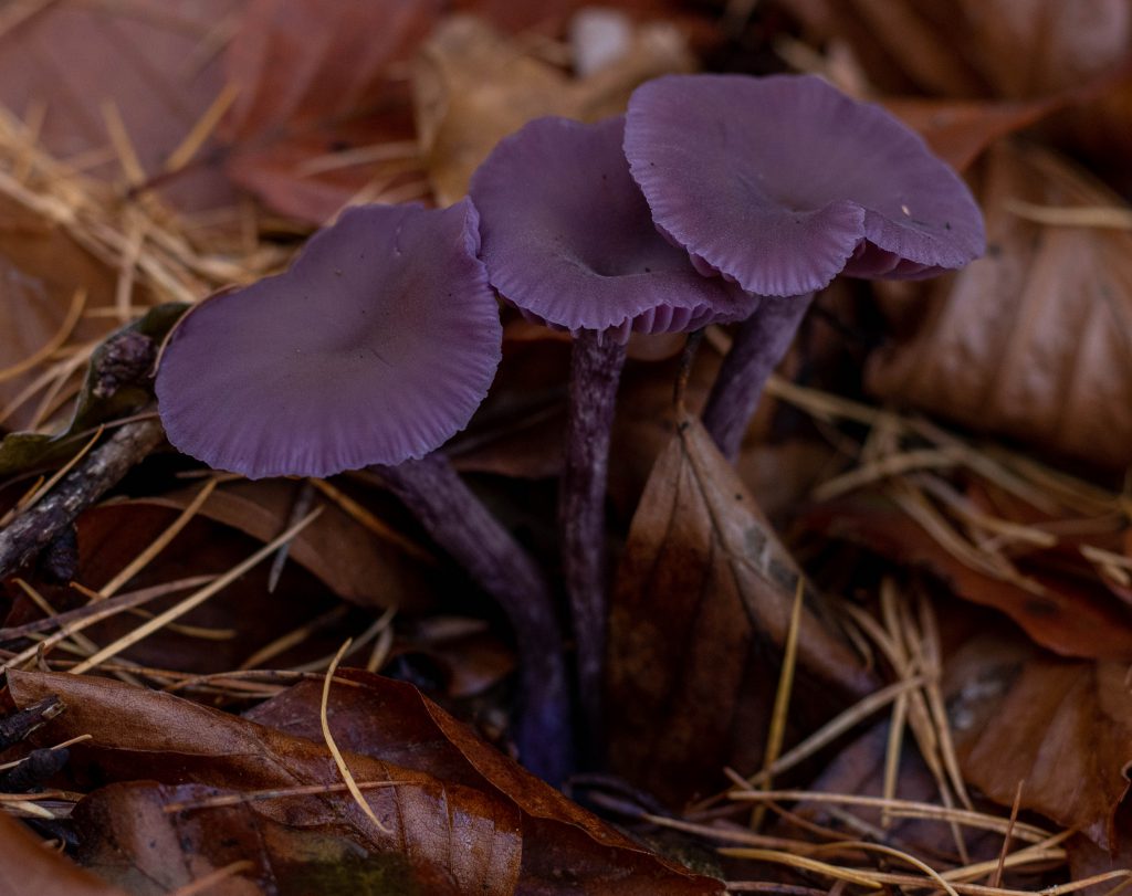 Violetter Lacktrichterling: häufig und hübsch