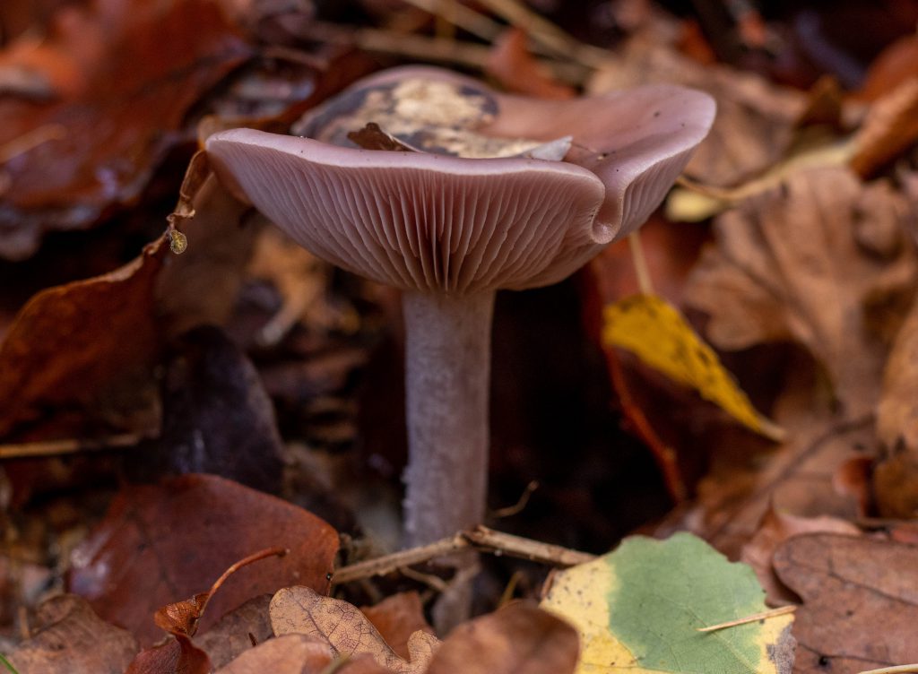 Die violetten bis graulila Lamellen stehen eher gedrängt