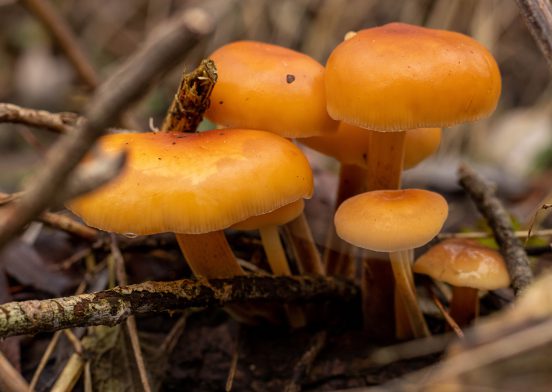 Samtfußrübling – ein schmackhafter Winterpilz