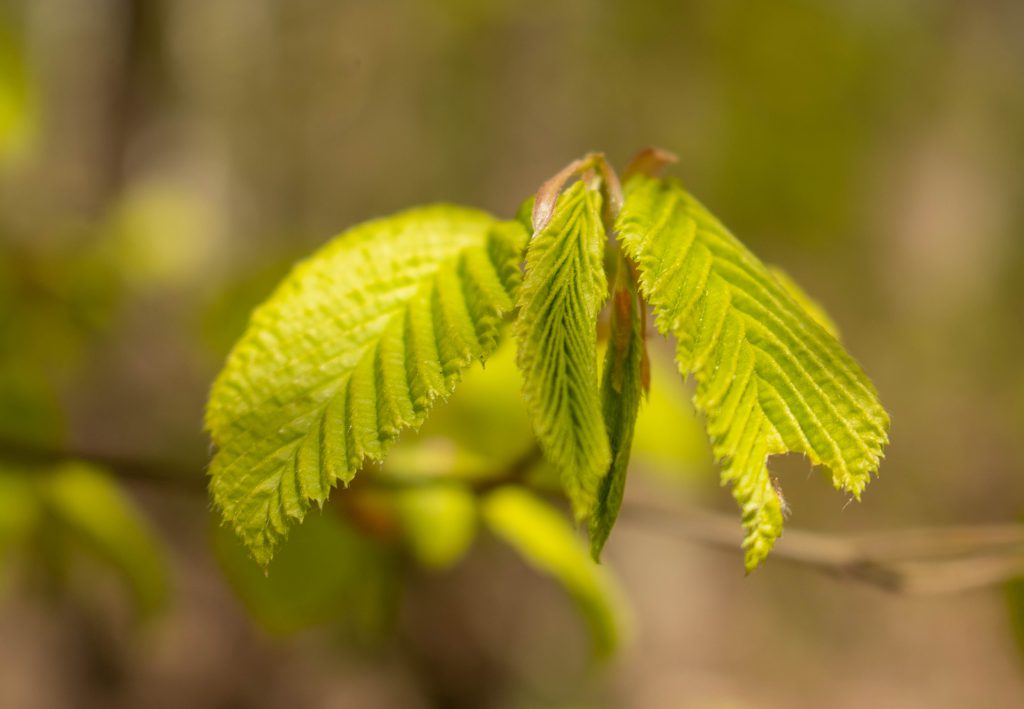 Junge Buchenblätter am Baum