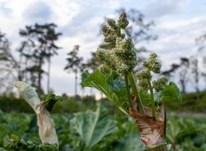 Rhabarberknospe und offene Rhabarberblüte: essbar und lecker