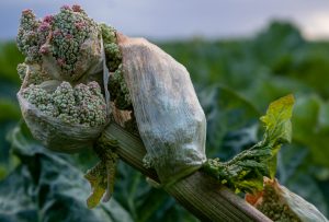 Rhabarberknospe - viele wissen nicht, dass Rhabarberblüten essbar sind