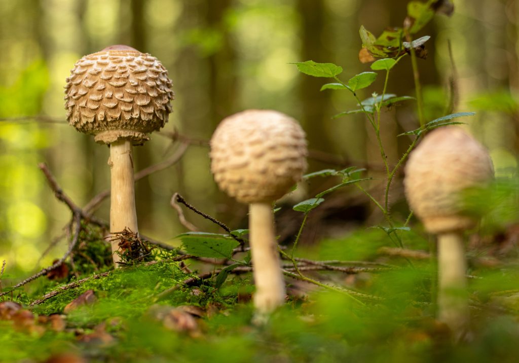 Kein genatterter Stiel - kein Parasol (Jungfernschirmling)